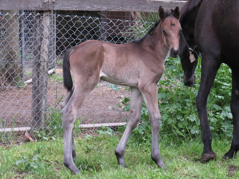 079 Hello My Friend x Dandino brf 10-06